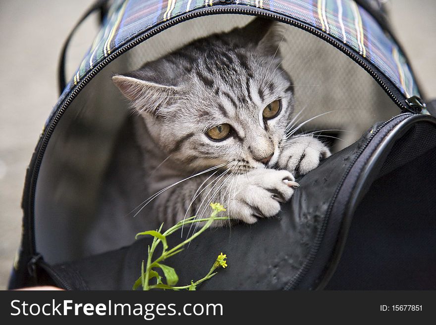 The kitten sits in basket and plays with a grass