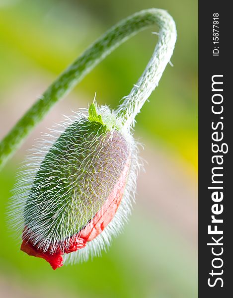 Close-up on red poppy bud