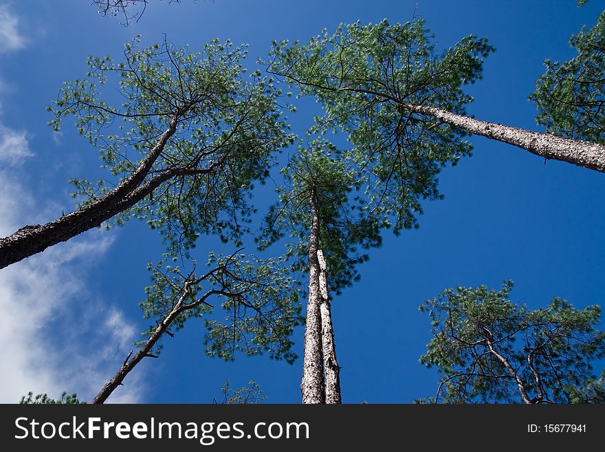 Tropical pine forest in northern Thailand. Tropical pine forest in northern Thailand