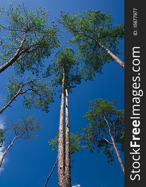 Pine Forest In North Of Thailand