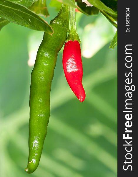 Fresh chili peppers on the branch