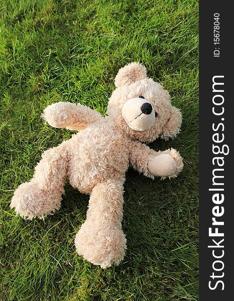 Teddy Bear On Grass Background