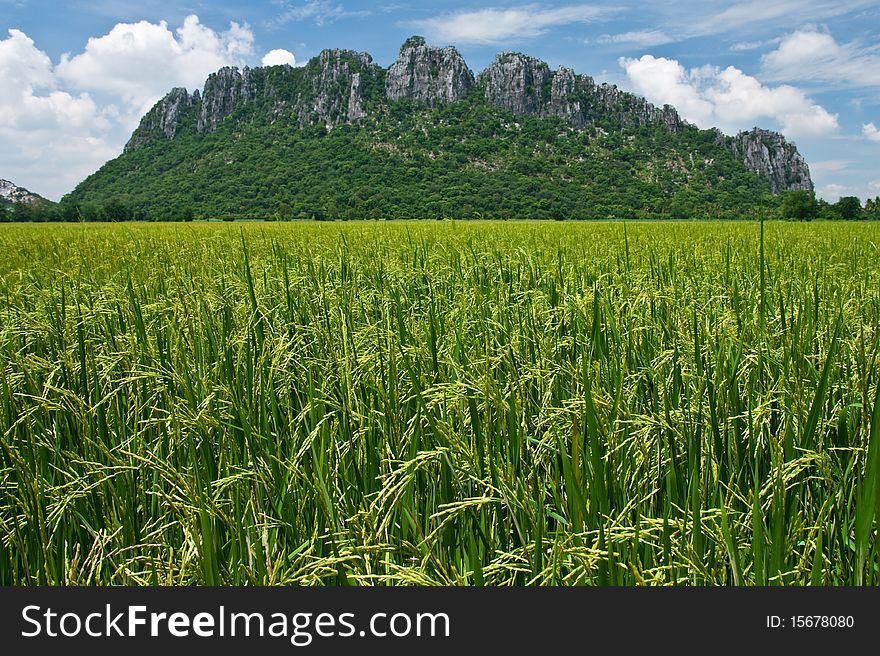 View of rice field in north of Thailand