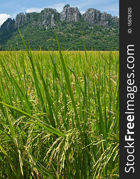 Rice field in north of Thailand