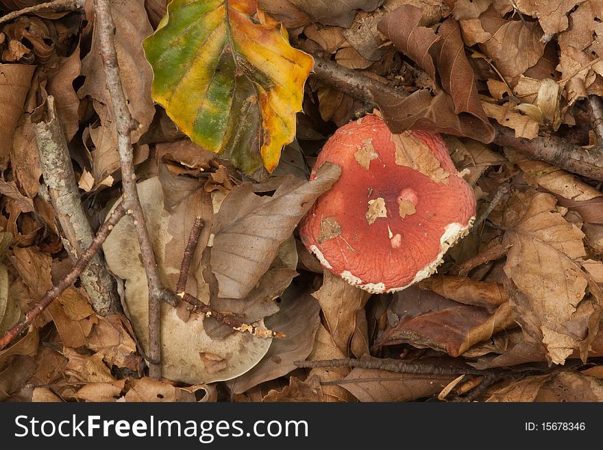 Autumn leaf litter and fungi. Autumn leaf litter and fungi.