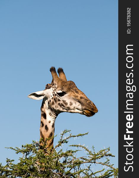 A giraffe eating in africa tanzania