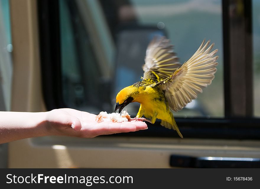 Hand feeding a wild bird