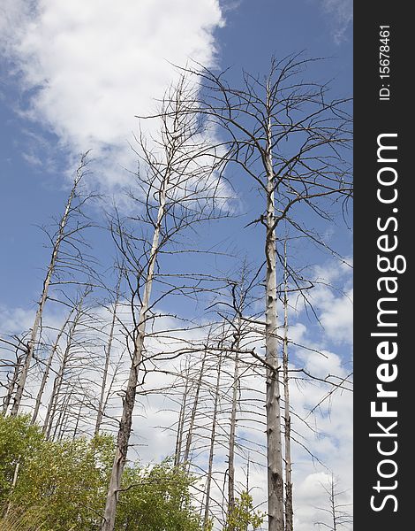Leafless trees under blue sky in summer
