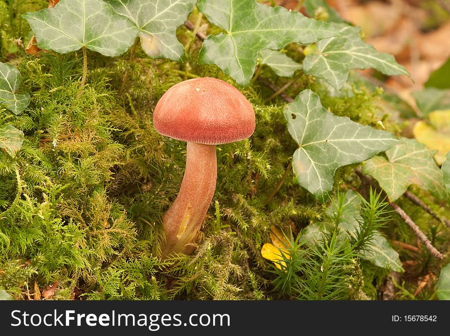 Young 'Plums and custard' mushroom, Tricholomopsis rutilans, garnished with moss and ivy. Young 'Plums and custard' mushroom, Tricholomopsis rutilans, garnished with moss and ivy.