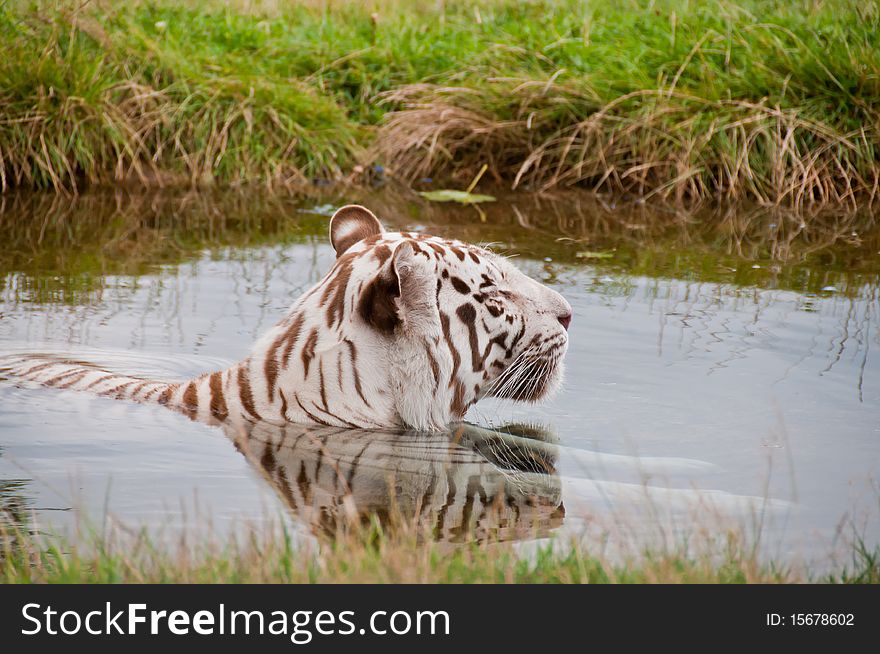 White Bengal Tiger