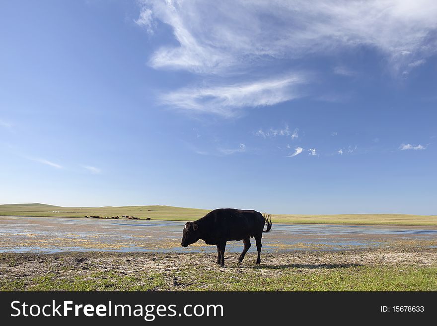 A solitude black cattle in summer prairies of Inner Mongolia, China