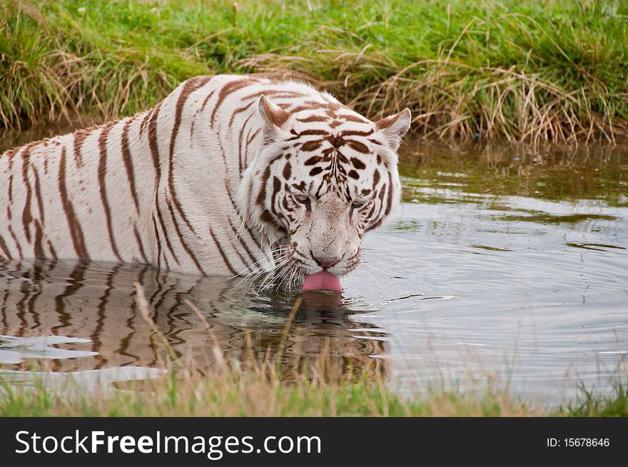 White Bengal Tiger