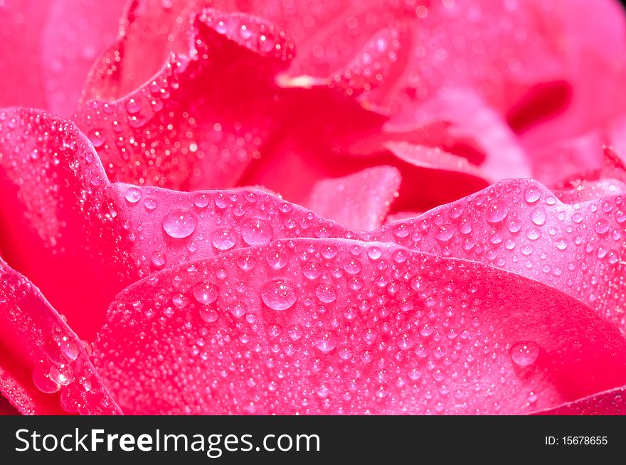 Close-up on rose petals with a dew drops