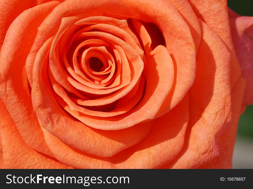 Orange rose heart in garden. Orange rose heart in garden