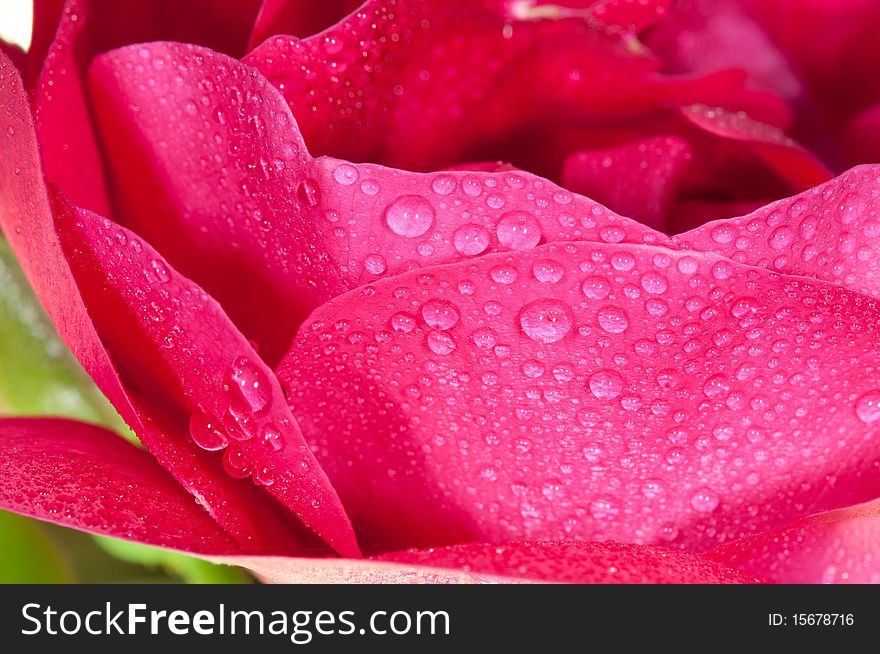 Close-up on rose petals with a dew drops