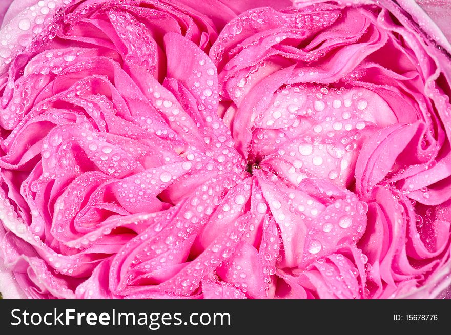 Close-up on rose petals with a dew drops