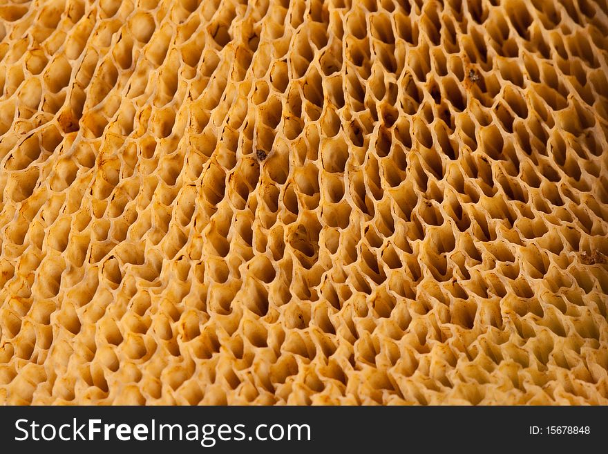 Natural textures of the bolette mushrooms' tubes and pores. Natural textures of the bolette mushrooms' tubes and pores.