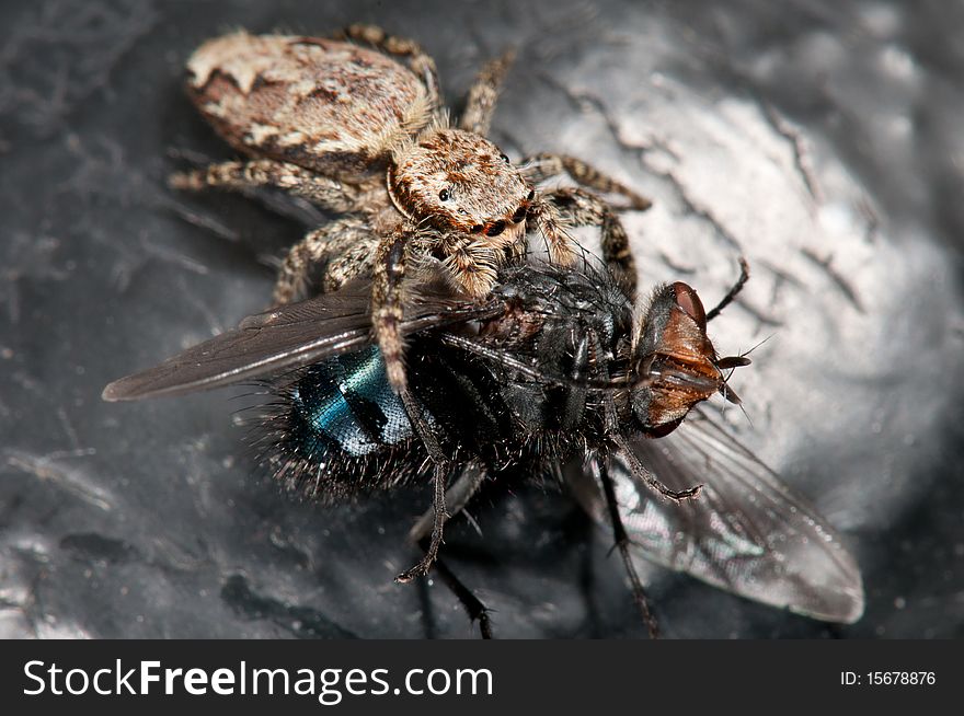Spider poisoning a fly macro