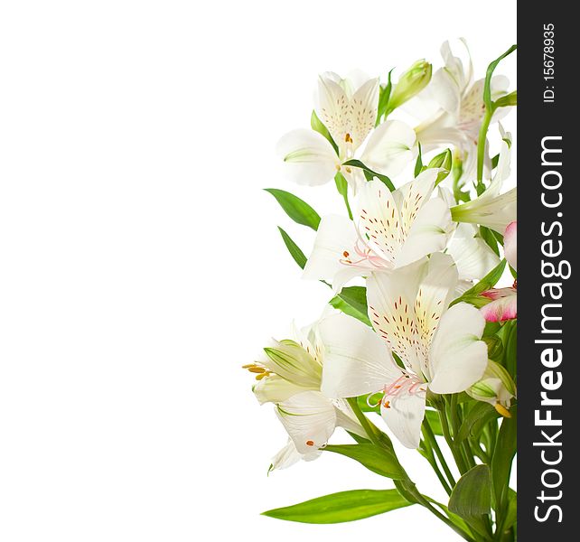 Bouquet of Alstroemeria flowers isolated on white background.