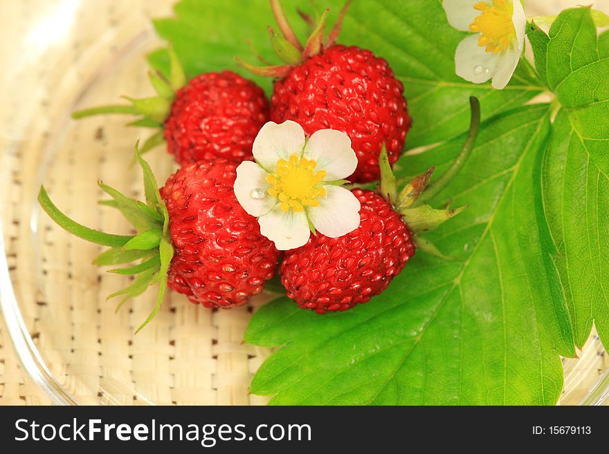 Fragrant Wild Strawberries