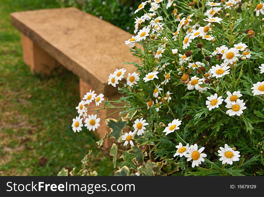 Bench in garden and white flowers. Bench in garden and white flowers