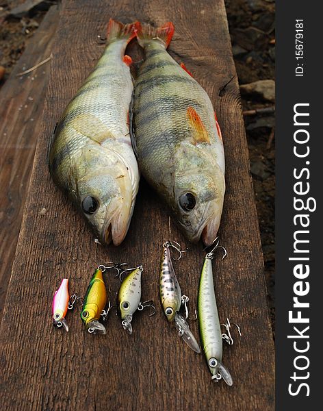 Two perch caught on wobbler and fishing lures