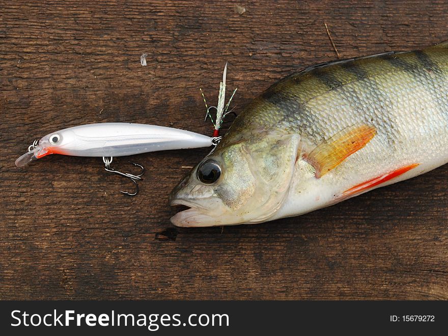 Summer spinning fishing. Colorful perch caught on wobbler