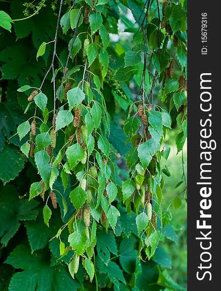 Branches of birch with green leaves