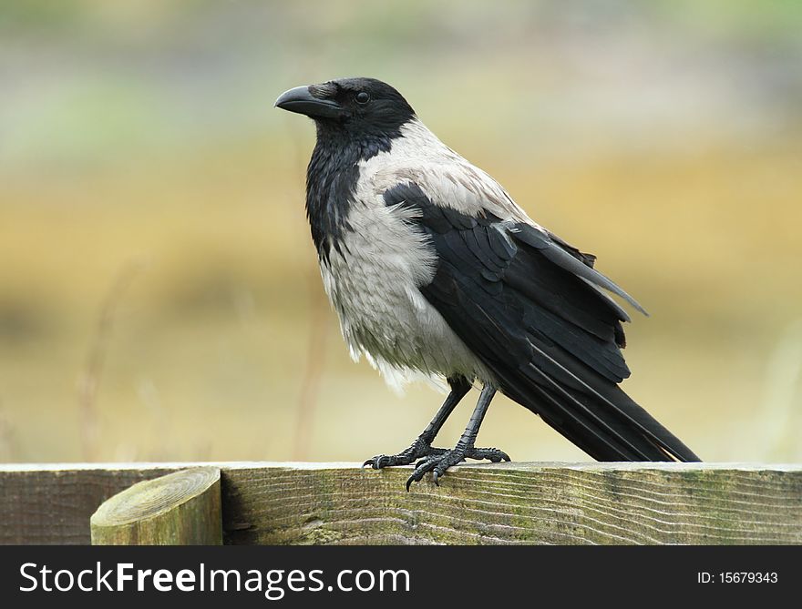 Grey crow sitting on fence
