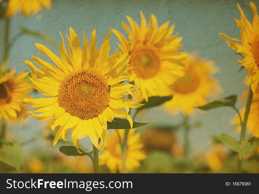 Vintage paper textures. Beautiful sunflowers against the blue sky