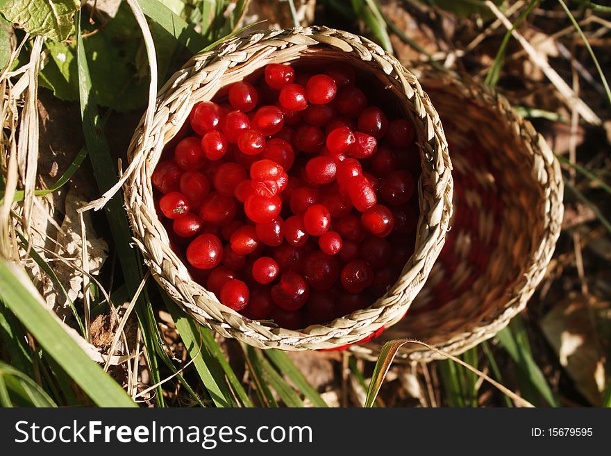 Image of red berries in small basket