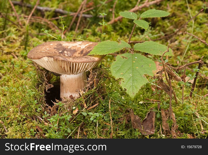 Mushroom, Russula, emerging through moss. Mushroom, Russula, emerging through moss.