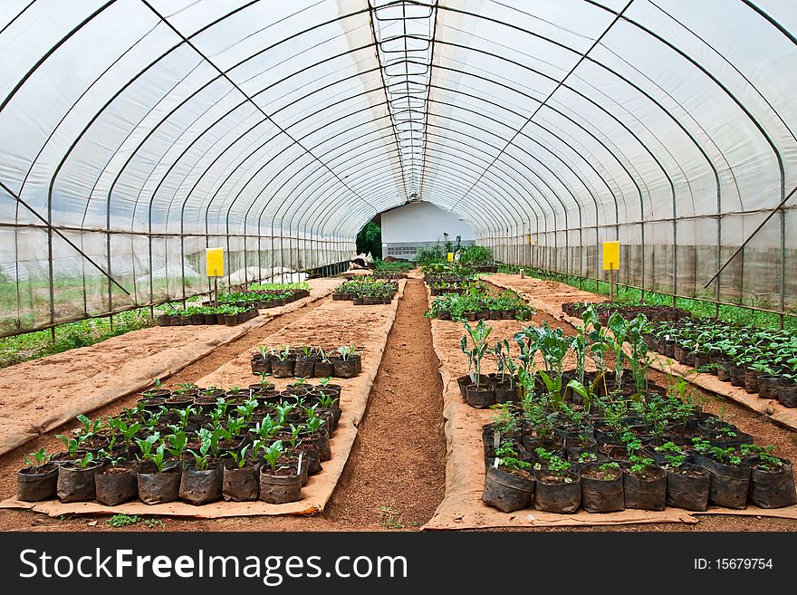 Vegetable planting in modern farm