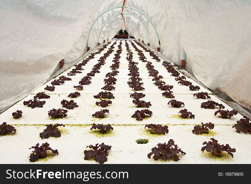 Vegetable planting in modern farm