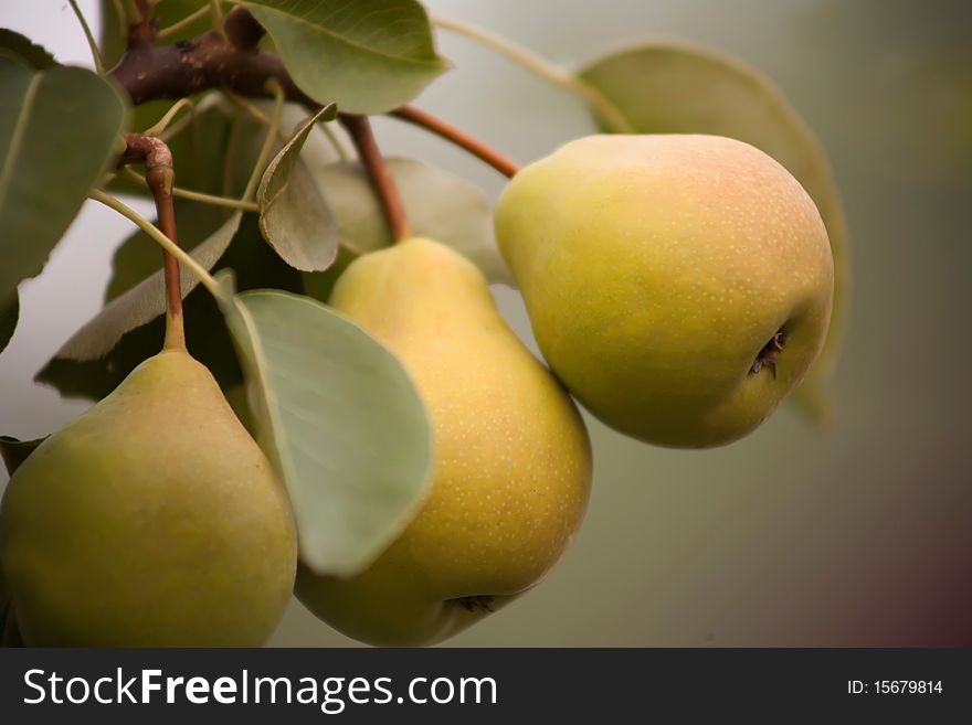 Two ripe pears on a tree