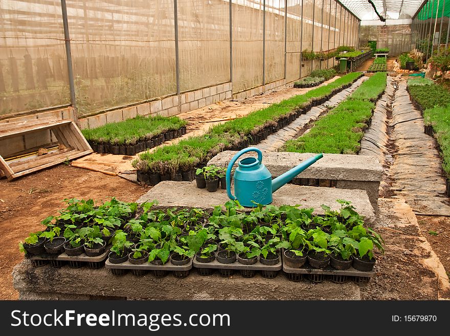 Vegetable Planting In Modern Farm