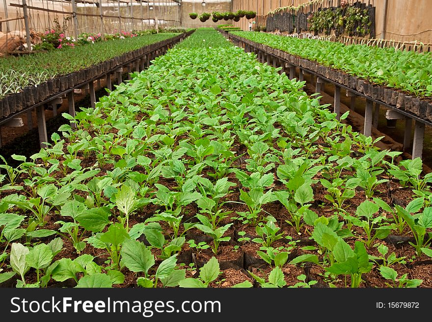 Vegetable planting in modern farm