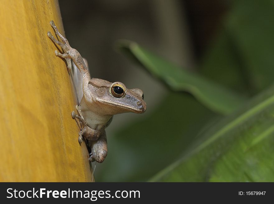 Northern tree frog (Polypedates mutus) in North of Thailand. Northern tree frog (Polypedates mutus) in North of Thailand.