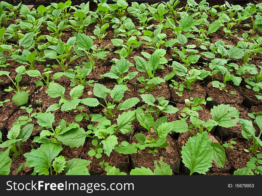 Vegetable Planting In Modern Farm