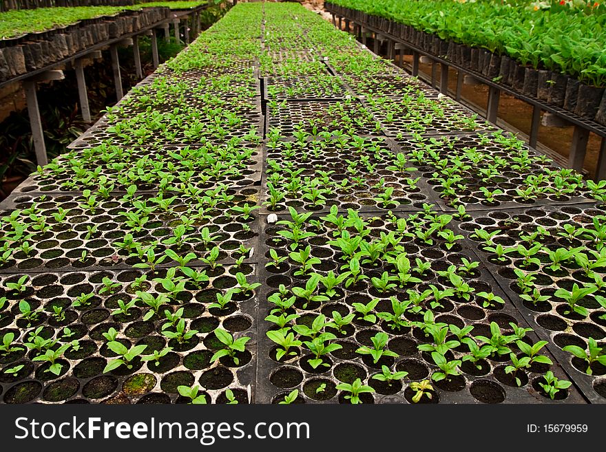 Vegetable Planting In Modern Farm