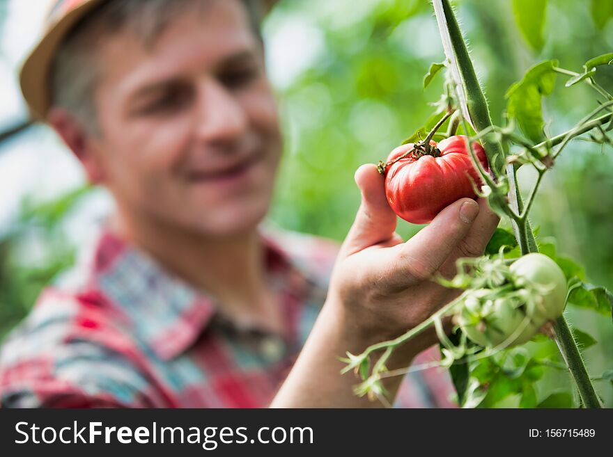 Mature farmer examining tomatoes growing in field
