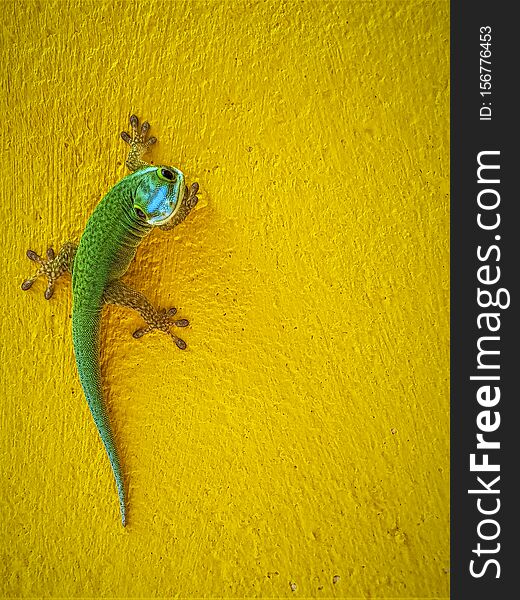 Green Gecko From La Reunion Island. Close Up Picture Of Gecko Looking At Camera