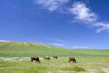 Cattle In Summer Meadow Royalty Free Stock Image Cattle In Summer Meadow Royalty Free Stock Image
