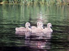 Swan Babies Stock Image