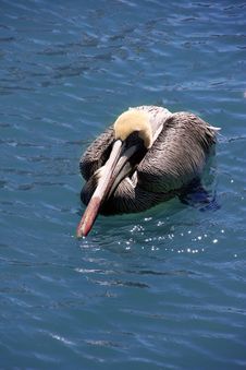Pelican Royalty Free Stock Photography Pelican Royalty Free Stock Photography