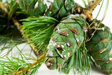 Pine Cones For Use In Christmas Decorations ,with Royalty Free Stock Photo