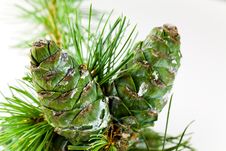 Pine Cones For Use In Christmas Decorations ,with Stock Photography