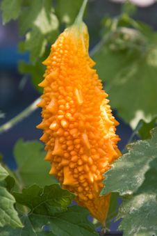 Momordica Stock Photos