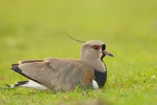 Southern Lapwing (Vanellus Chilensis). Stock Images Southern Lapwing (Vanellus Chilensis). Stock Images