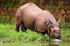 Rhino Bathing In River Royalty Free Stock Photo
